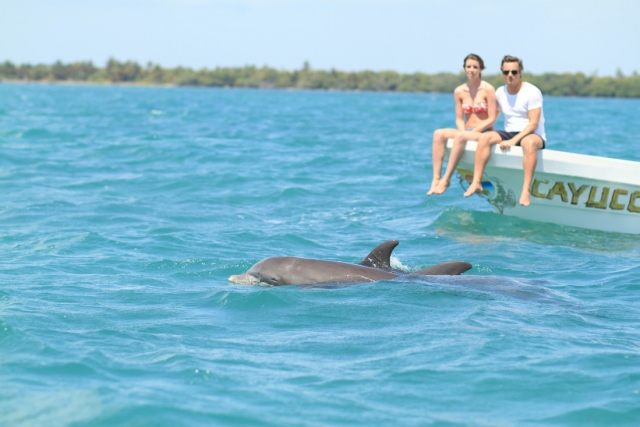  Dolphin watching 
