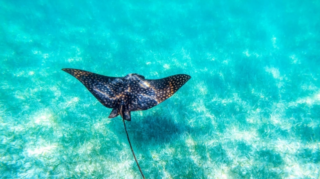  Manta rays 