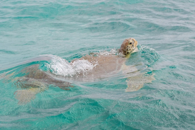  Caribbean turtle 