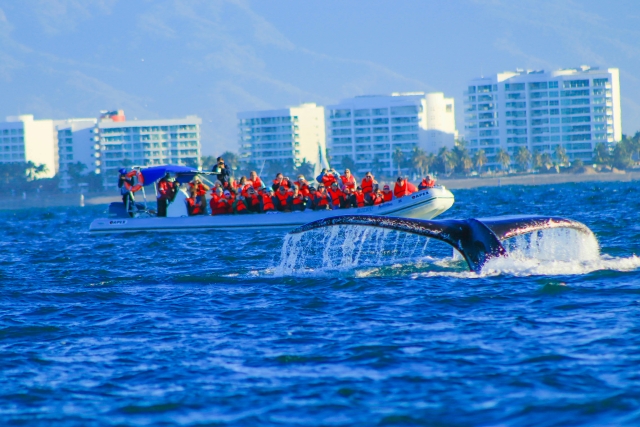  Whale watching 