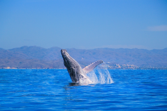  Whale jumping