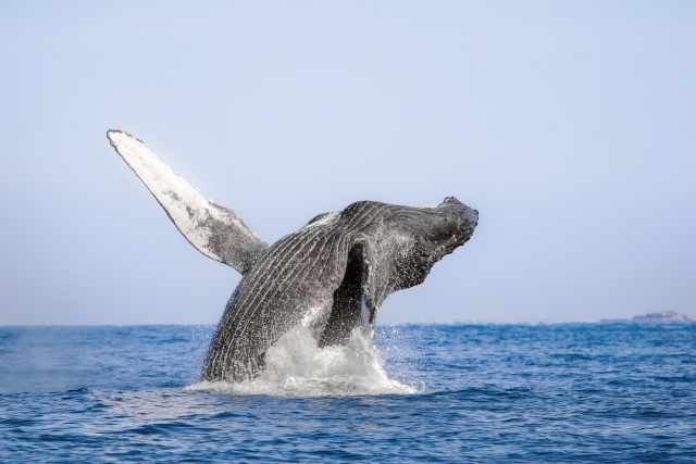  Gray whale 