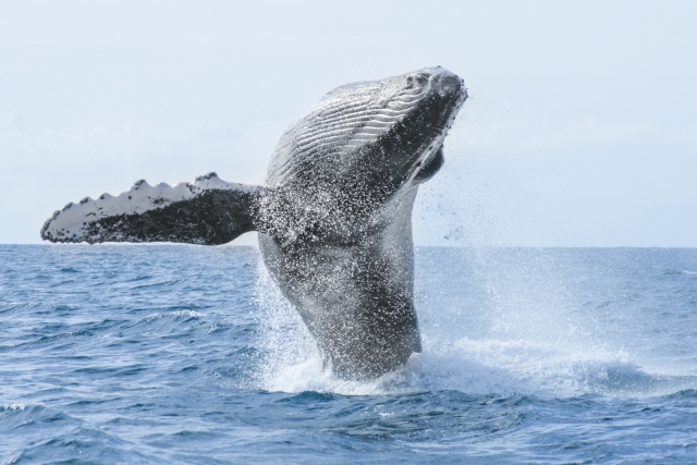  Humpback whale 
