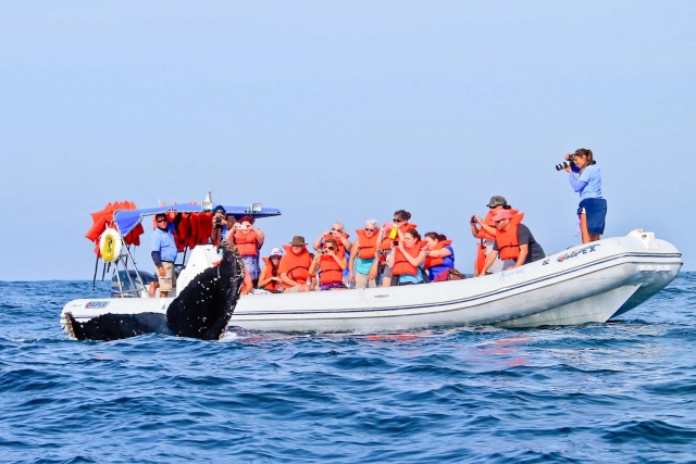 Sailing among whales 