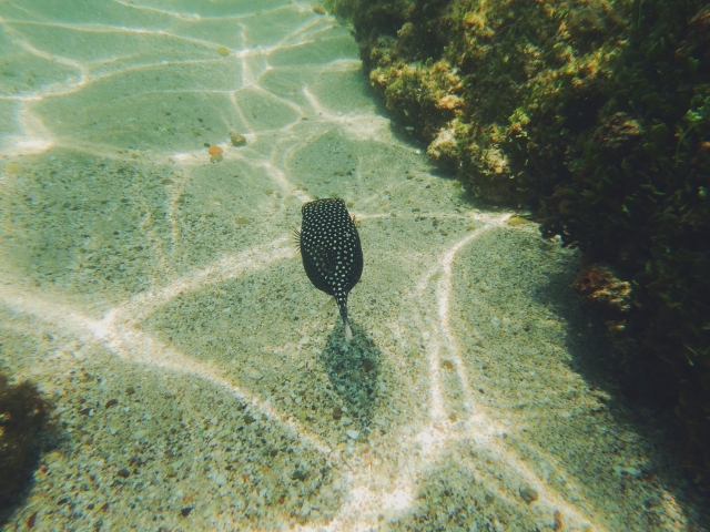  pesca nel safari