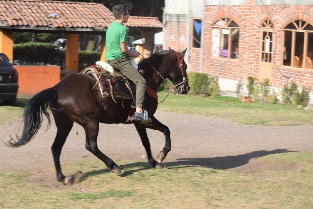  Cavallo al trotto 