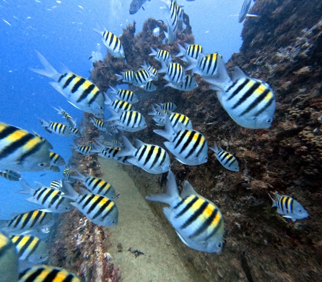  Banco de peixes no recife 