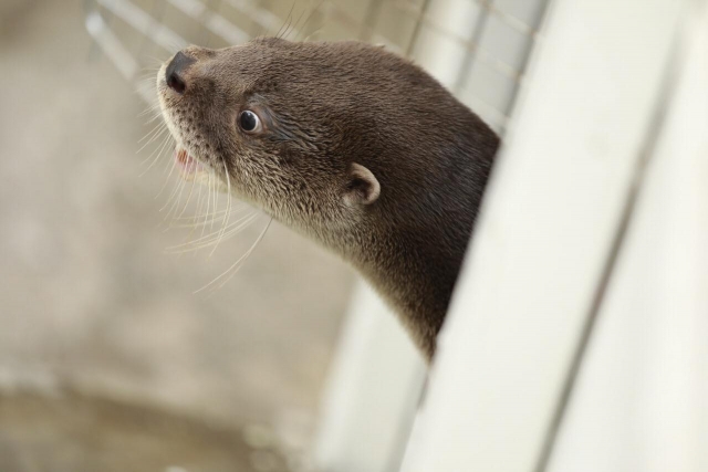 Observando la Nutria