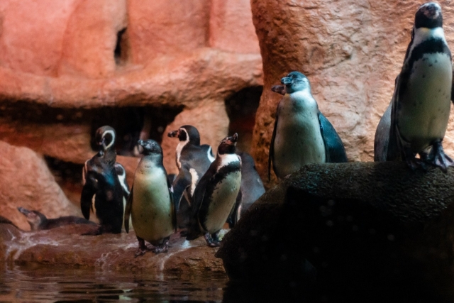 Visitando pingüinos