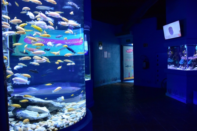  aprecia os tanques de peixes interativos 