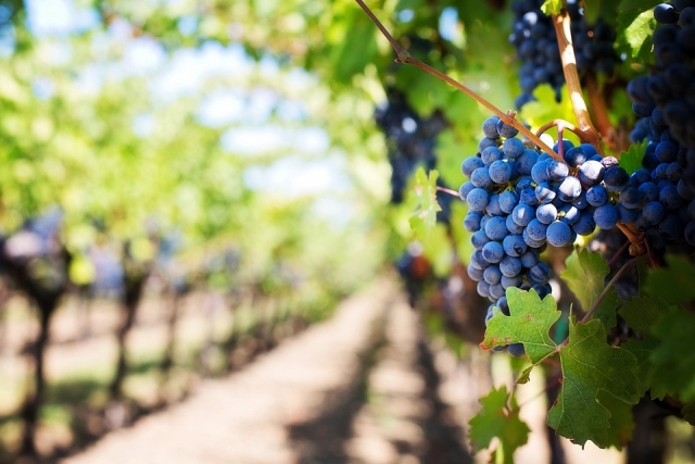  Visite des vignobles 
