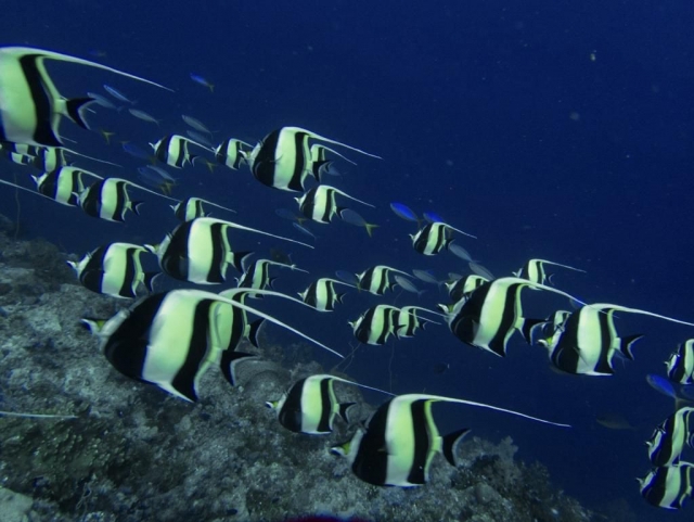  Poissons jaunes et noirs 
