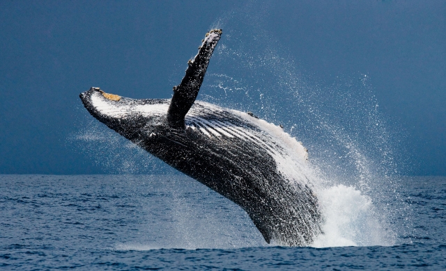  Saut des baleines à bosse 