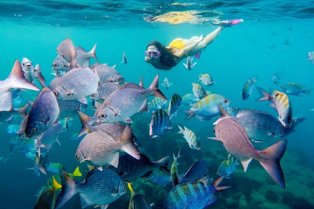  Nager avec des poissons 