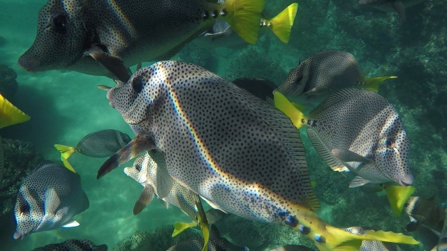  Poissons dans les Caraïbes 