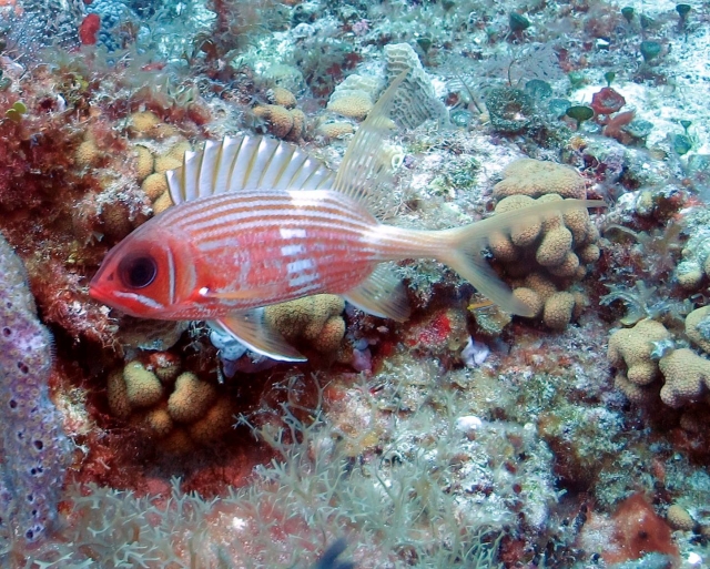  peixe no recife 