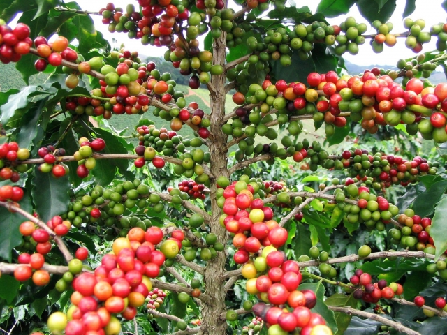 Apprezzare le piantagioni di caffè 