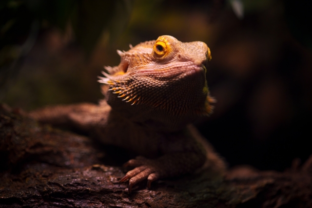 Especies terrestres