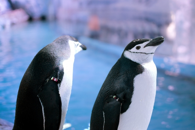 Pinguinos en acuario