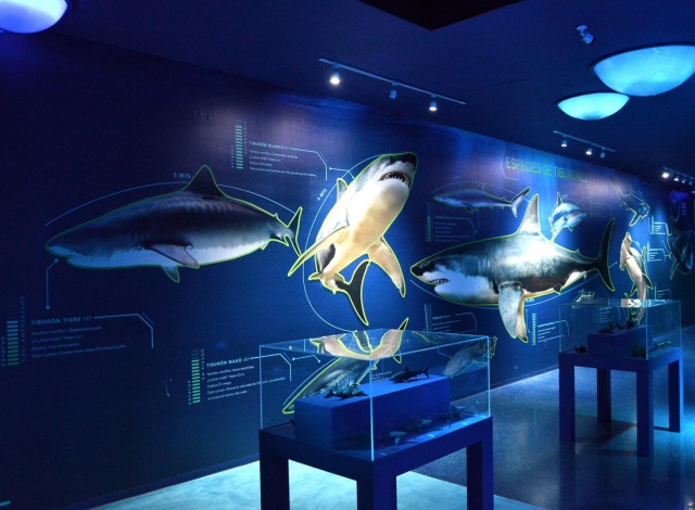  Faits sur les requins 