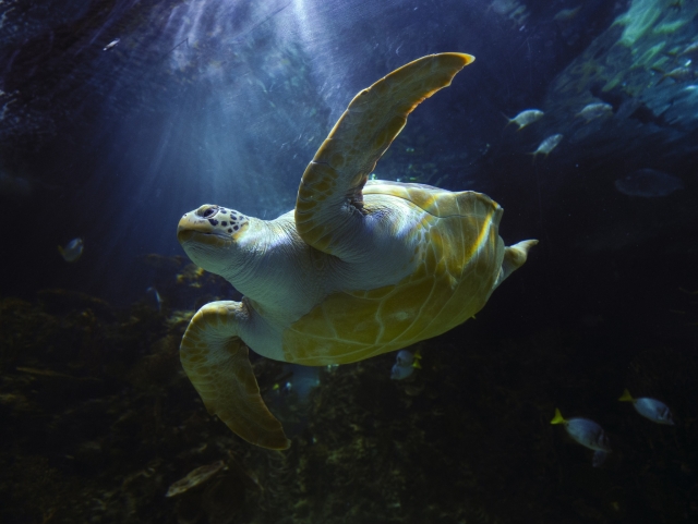  Géant tortue de mer 