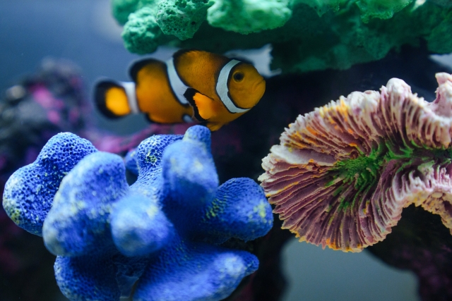  Pesci caraibici in acquario 