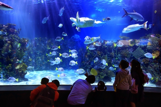  Osservare l'oceanario