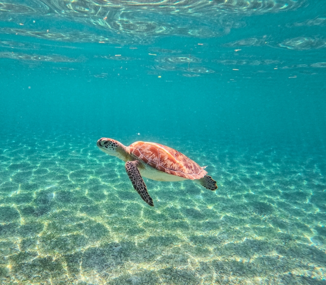 Tortugas marinas