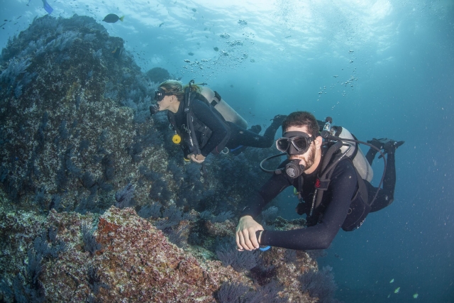 Buceo para principiantes en Cabo San Lucas, 3.5hrs
