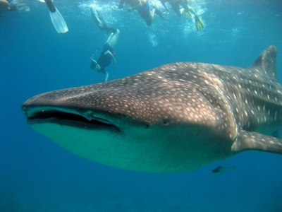 Nado con el tiburón ballena en agua azul Cancún