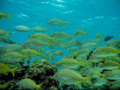 BlueRay Buceo