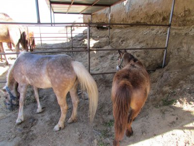 Cabalgata en pony en Rosarito
