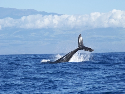 Avistamiento de ballenas Salida Nuevo Vallarta