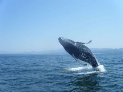 Observation des baleines, enfants Nuevo Vallarta