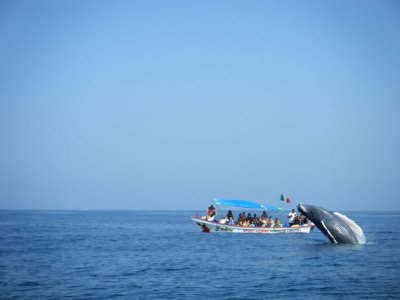 Avistamiento ballena+snorkel isla Coral, Guayabito