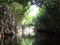  Entrée dans la jungle 