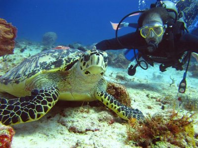 Buceando Mahahual