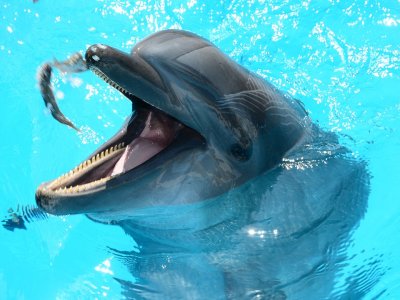 Nada con delfines con desayuno y transporte Cancún