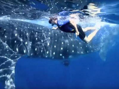 Nado con tiburón ballena + transporte incluido
