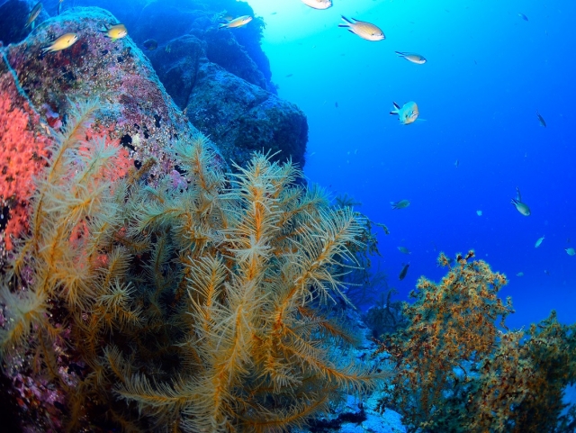 Gracias al buceo descubrirás el fondo del Atlántico