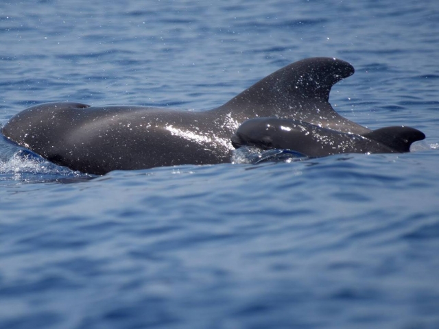 Delfines jugando al esle de Madeira
