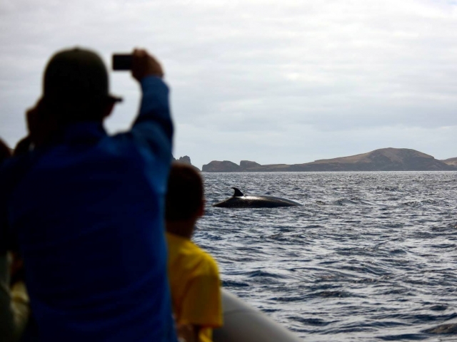 Fotografiando delfines en Machico
