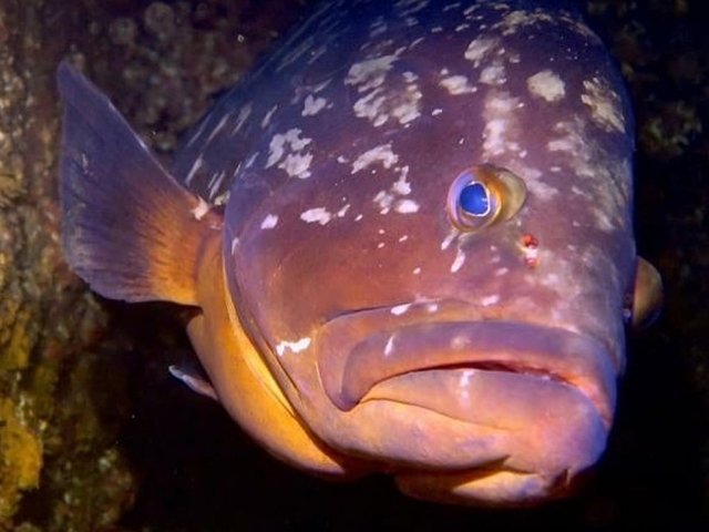 Podrás encontrar diferentes especies de peces practicando buceo