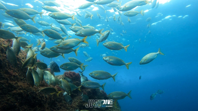 Inmersión de buceo por las aguas de Peniche