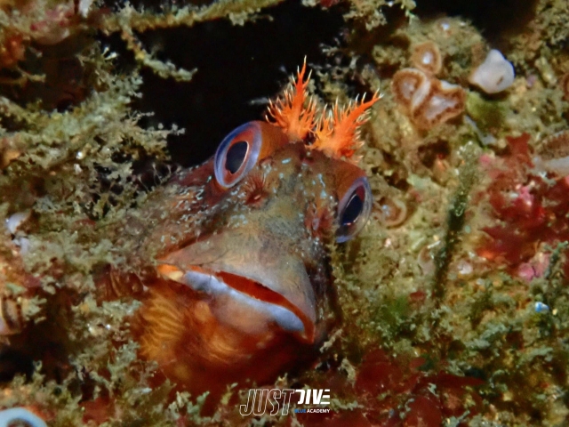 Criaturas marina vistas en inmersión de buceo en Peniche