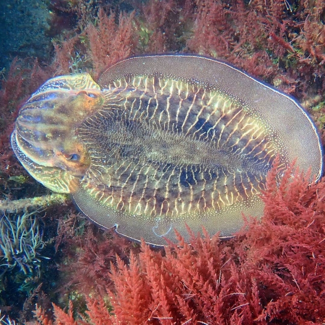 Animales del fondo del mar