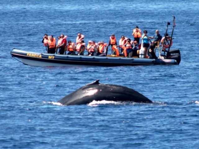 Viendo a la ballena desde la lancha