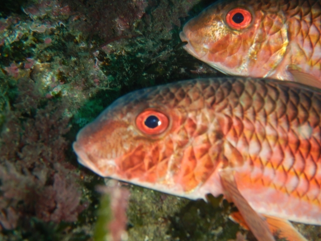 Peces