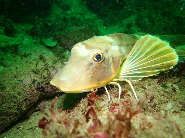 Descubre las criaturas marinas
