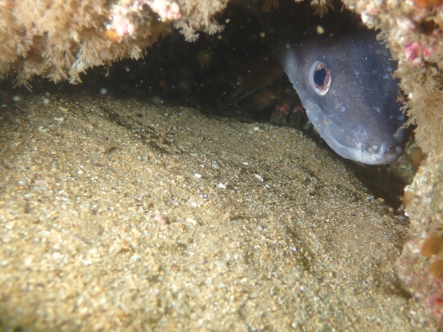 Fauna submarina